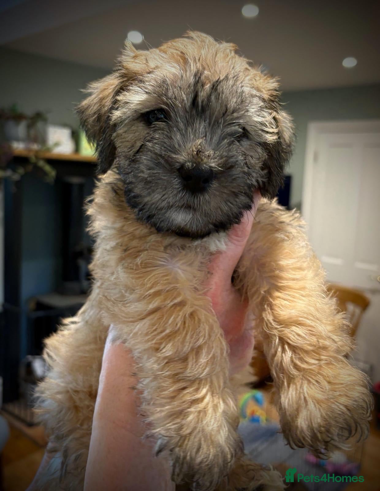 Mixed Breed dogs 🌟 Stunning Border Terrier x Shih Tzu Puppies - Advert 2