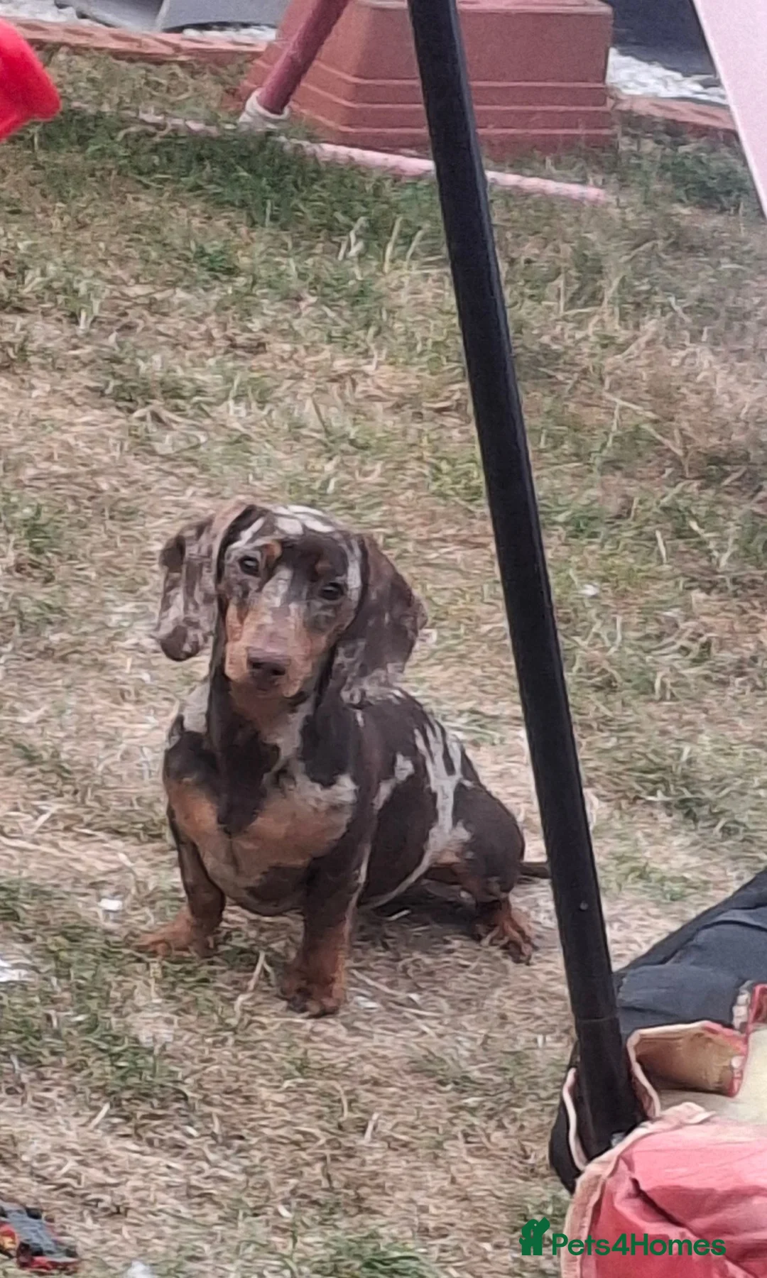 Miniature Dachshund dogs for sale: Minature DACHSHUND chocolate dapple  - Advert 1