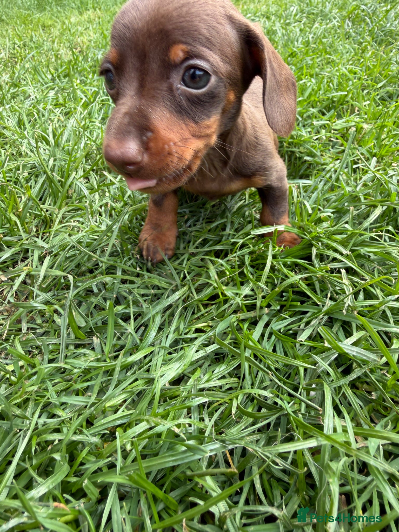 Miniature Dachshund dogs for sale: 🐶 Miniature Dachshund puppies! 🐶 - Advert 6