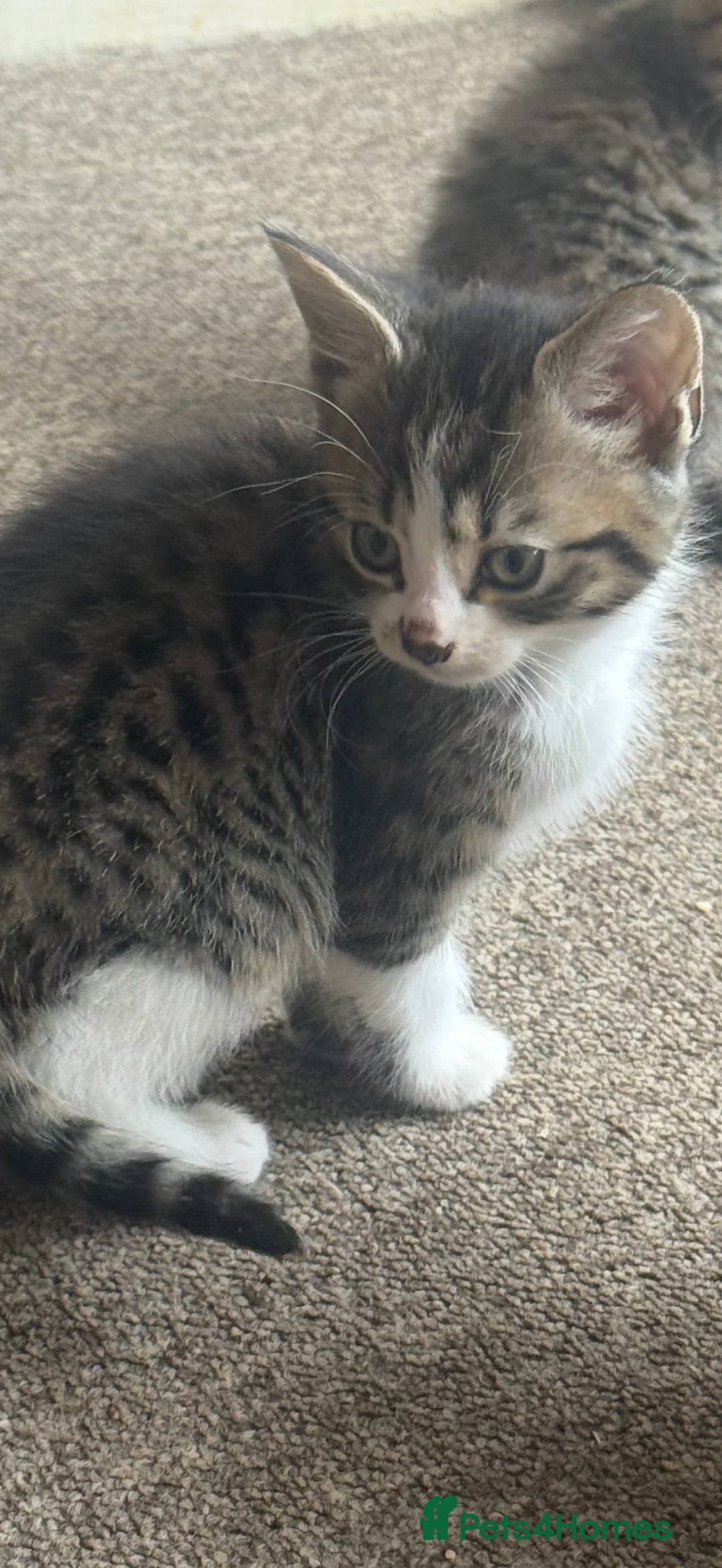 Mixed Breed cats for sale: Beautiful domestic long hair x tabby kittens - Advert 2