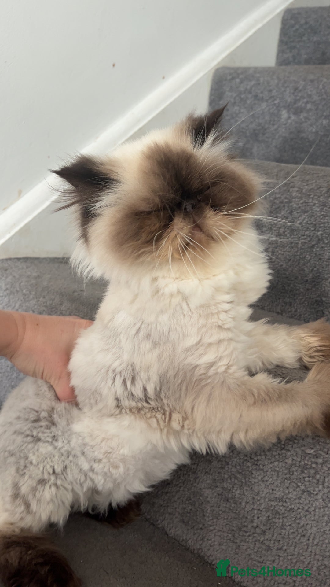 Persian cats for sale: Female Persian un neutered  - Advert 2
