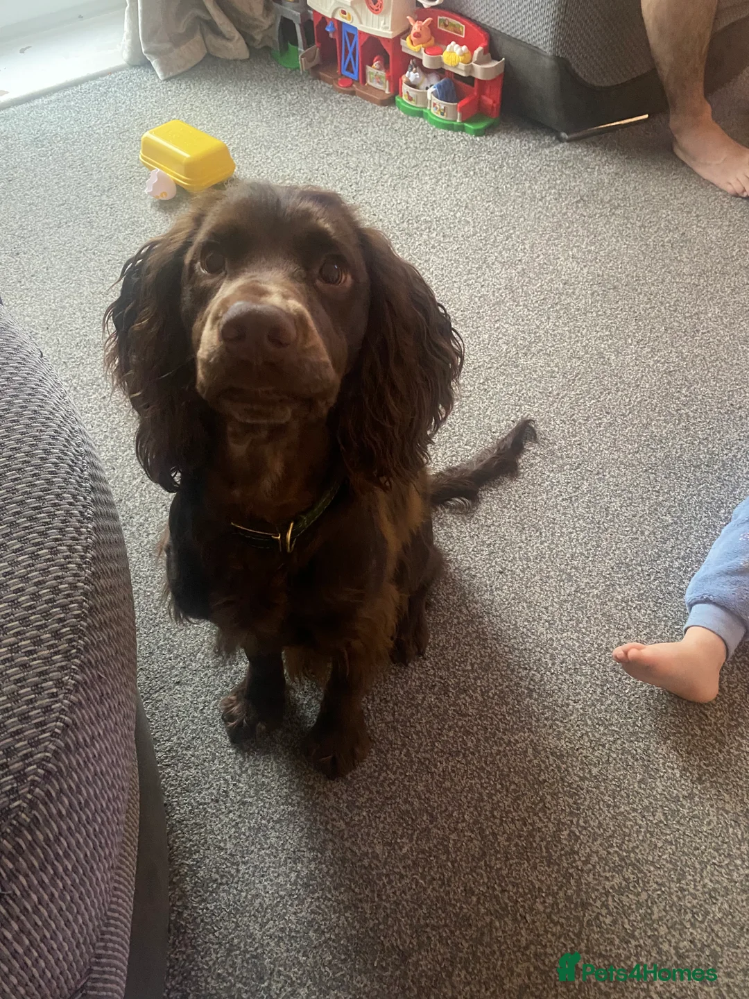 Cocker Spaniel dogs for sale: DEXTER  - Advert 1