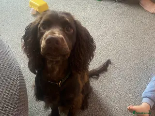 Cocker Spaniel dogs DEXTER - Advert 2