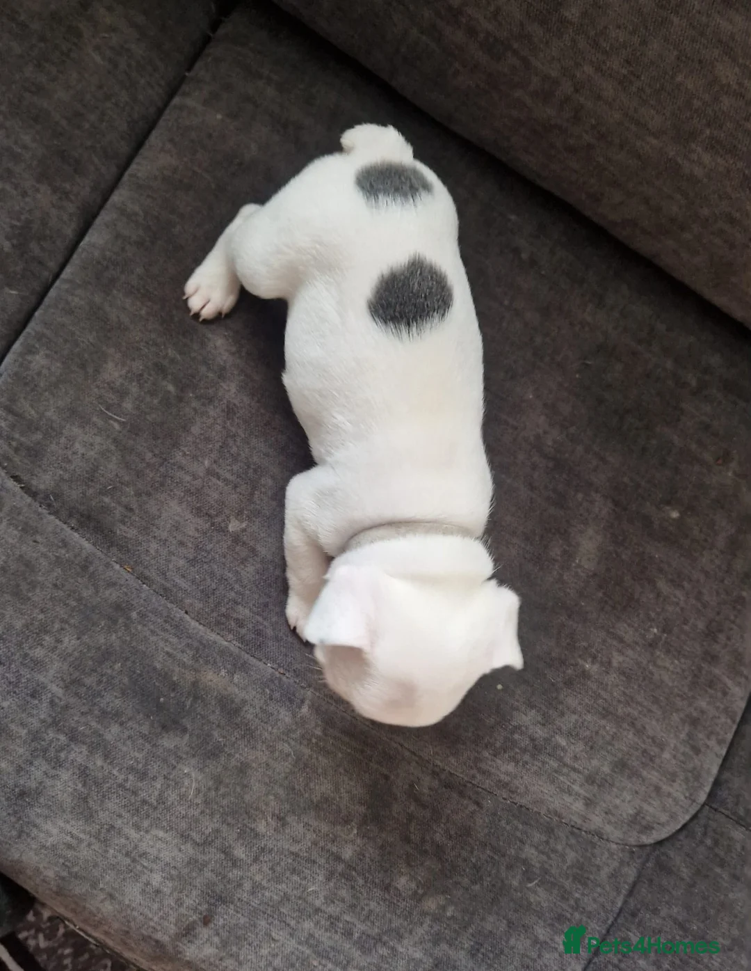 French Bulldog dogs for sale: Frenchie puppies - Advert 4