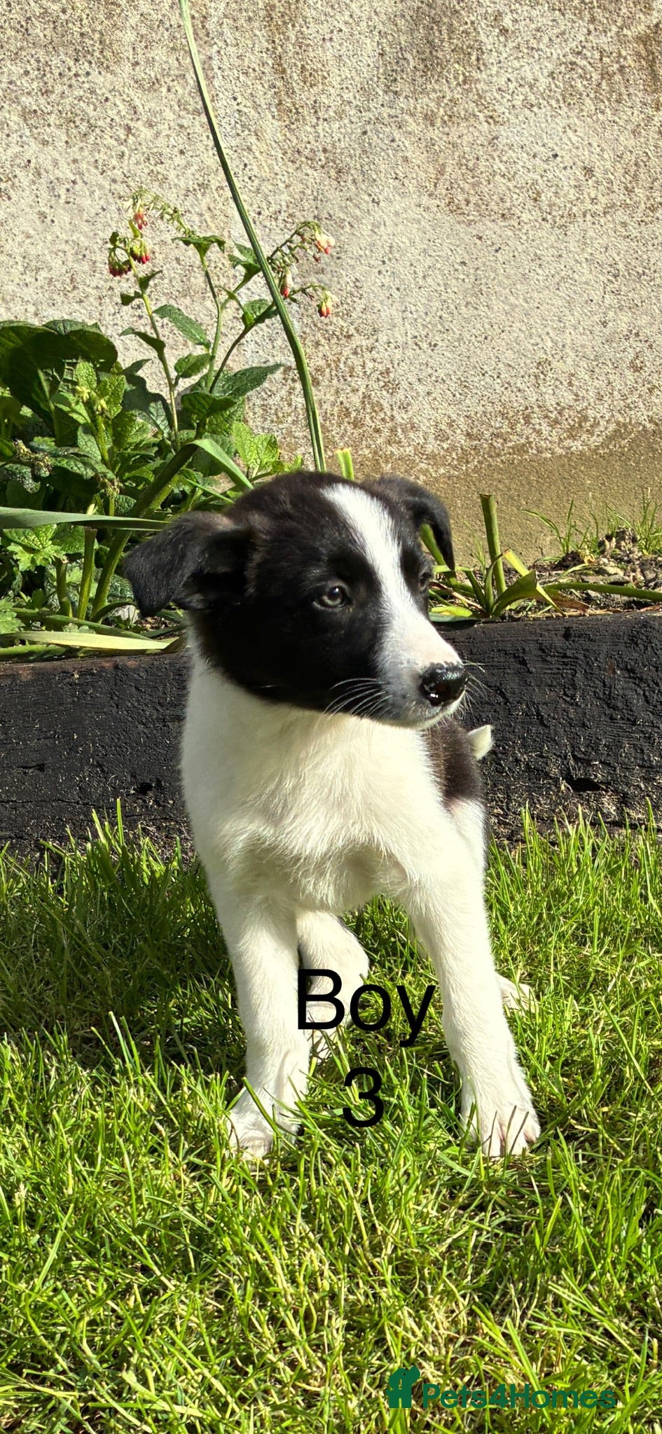 Border Collie dogs Beautiful Border Collie Puppies - Advert 1