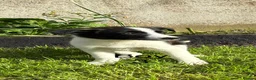 Border Collie dogs for sale: Beautiful Border Collie Puppies in Llanwrda - Advert 7