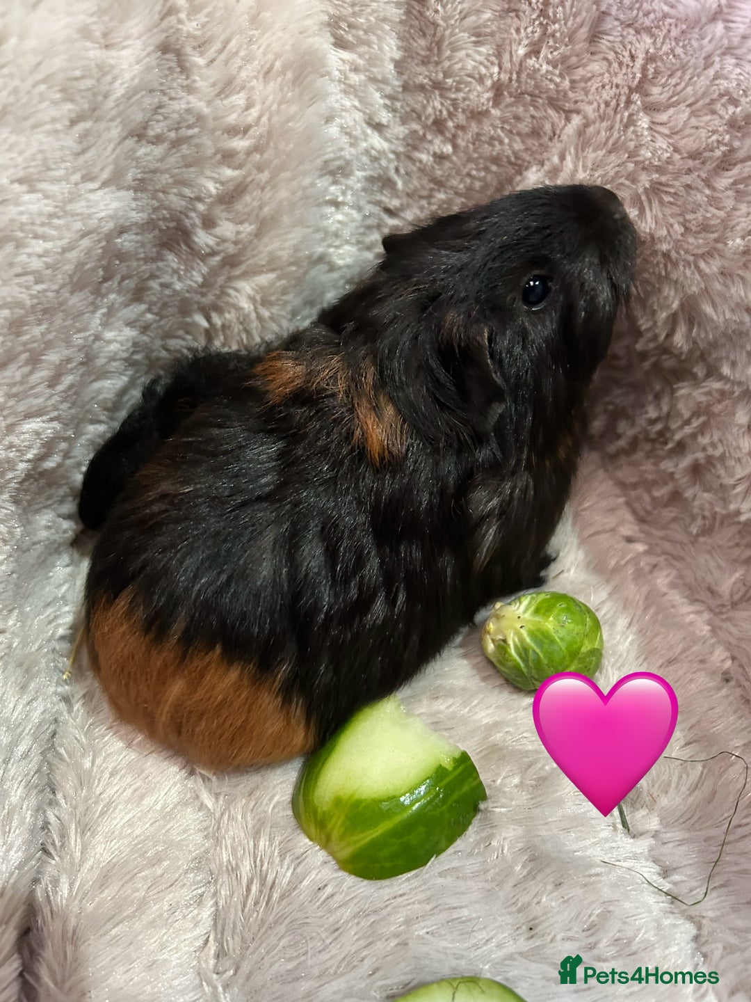 Guinea Pig rodents for sale: GORGEOUS BABY GUINEA PIGS - Advert 27