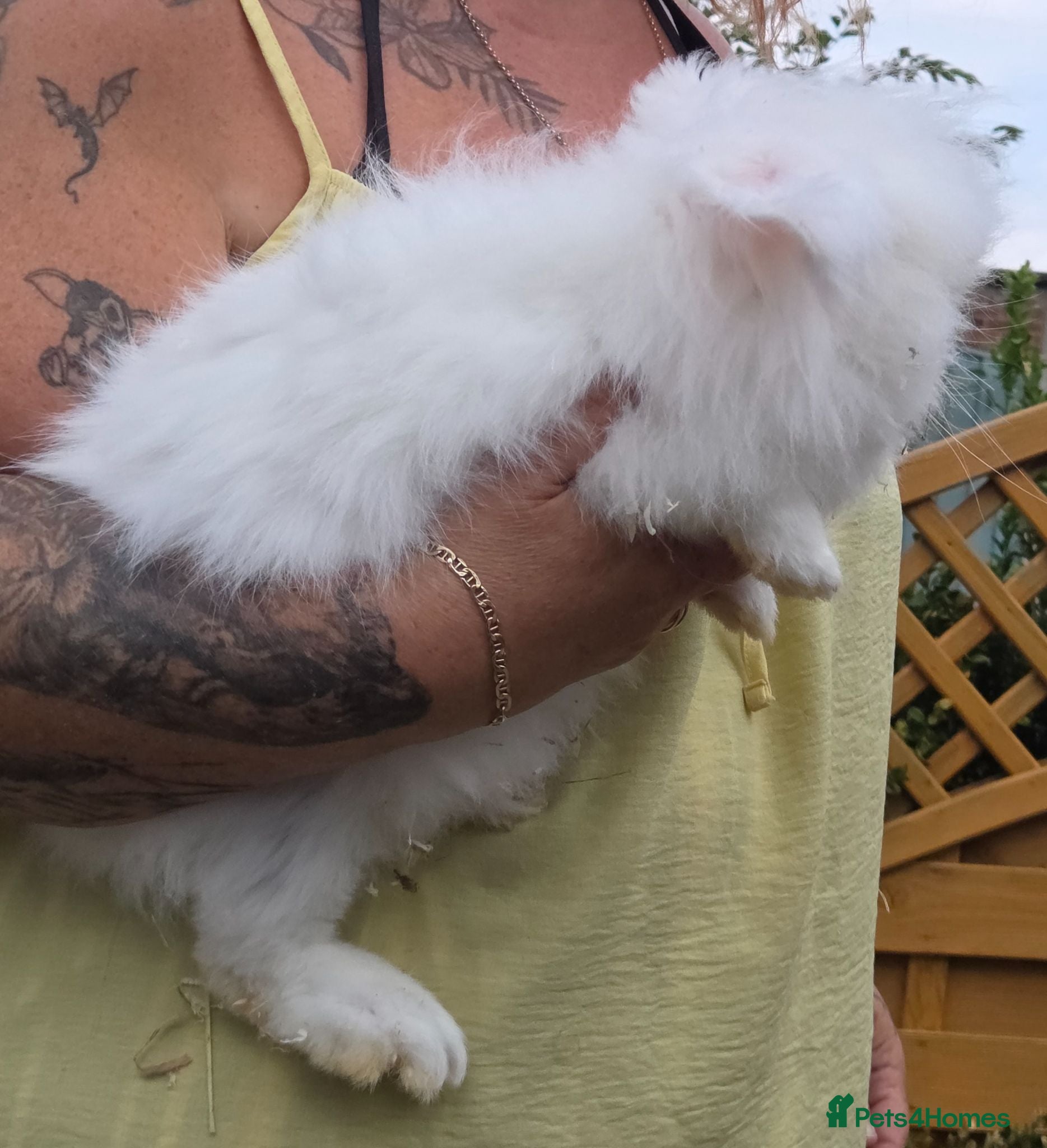 Angora rabbits Adult females & male teddywidders - Advert 2