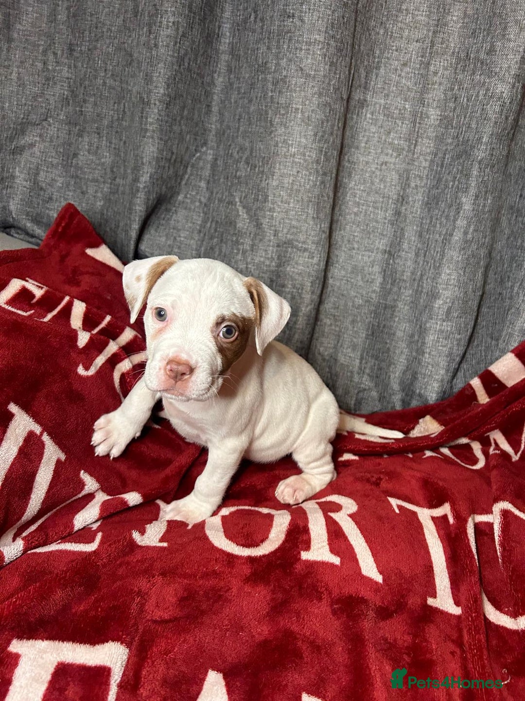 American Bulldog dogs for sale: American Bulldog - Image 16