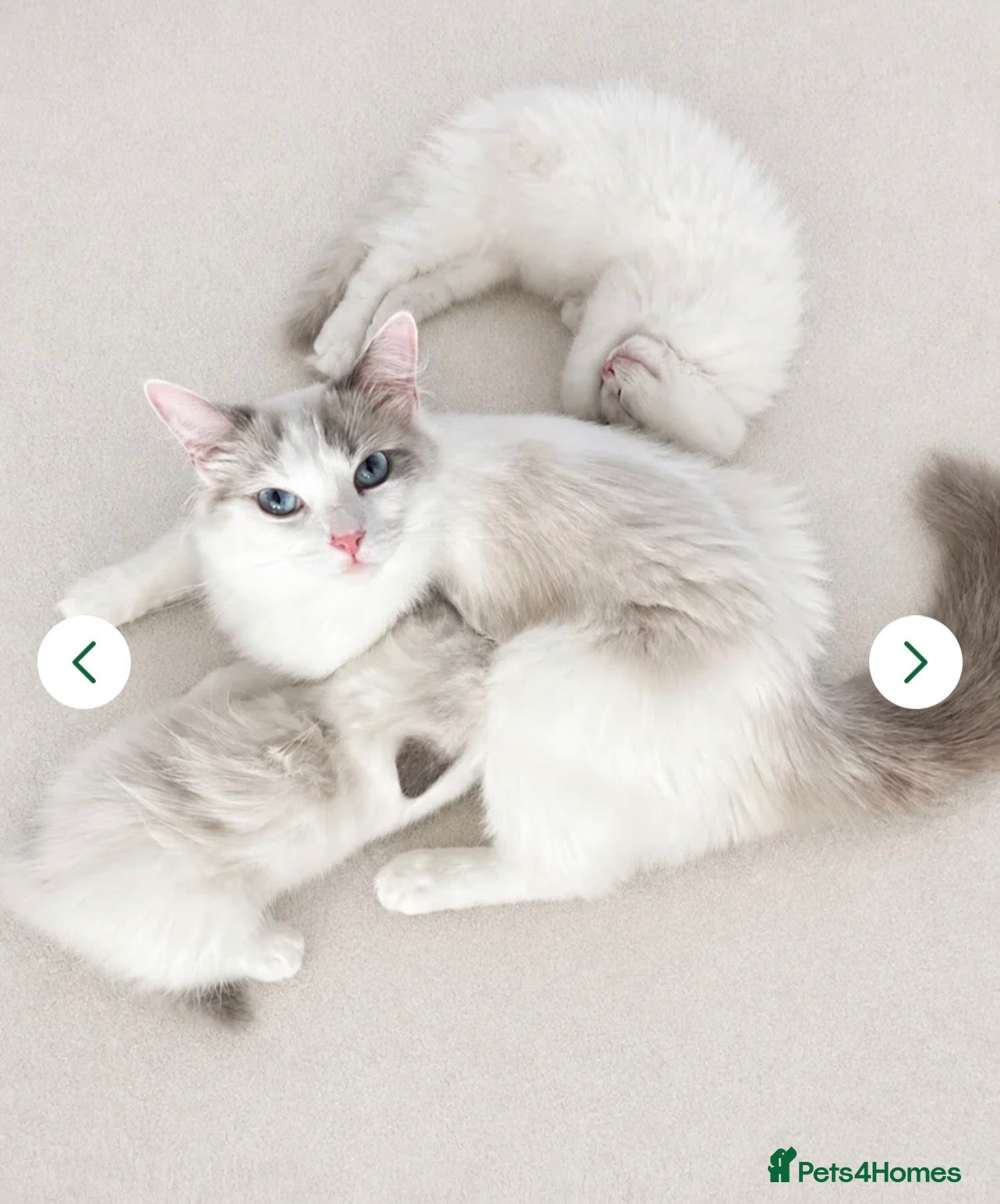 Ragdoll cats  🐾 One Little Boy Left- awaiting Family 🐾 - Advert 9
