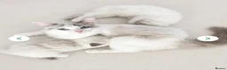 Ragdoll cats for sale:  🐾 One Little Boy Left- awaiting Family 🐾 - Advert 1