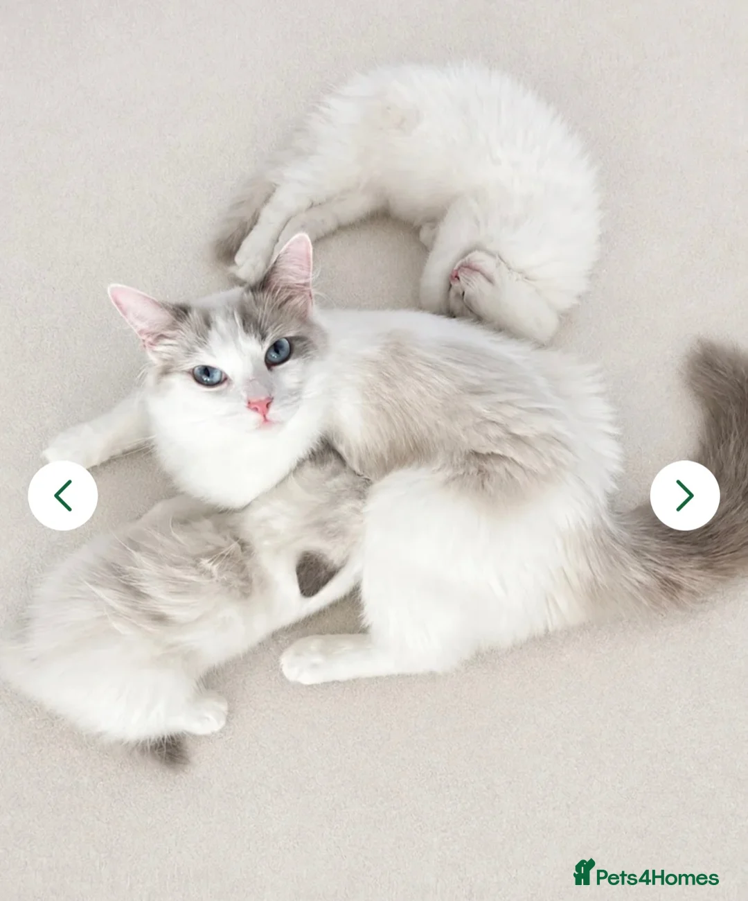 Ragdoll cats for sale:  🐾 One Little Boy Left- awaiting Family 🐾 - Advert 1