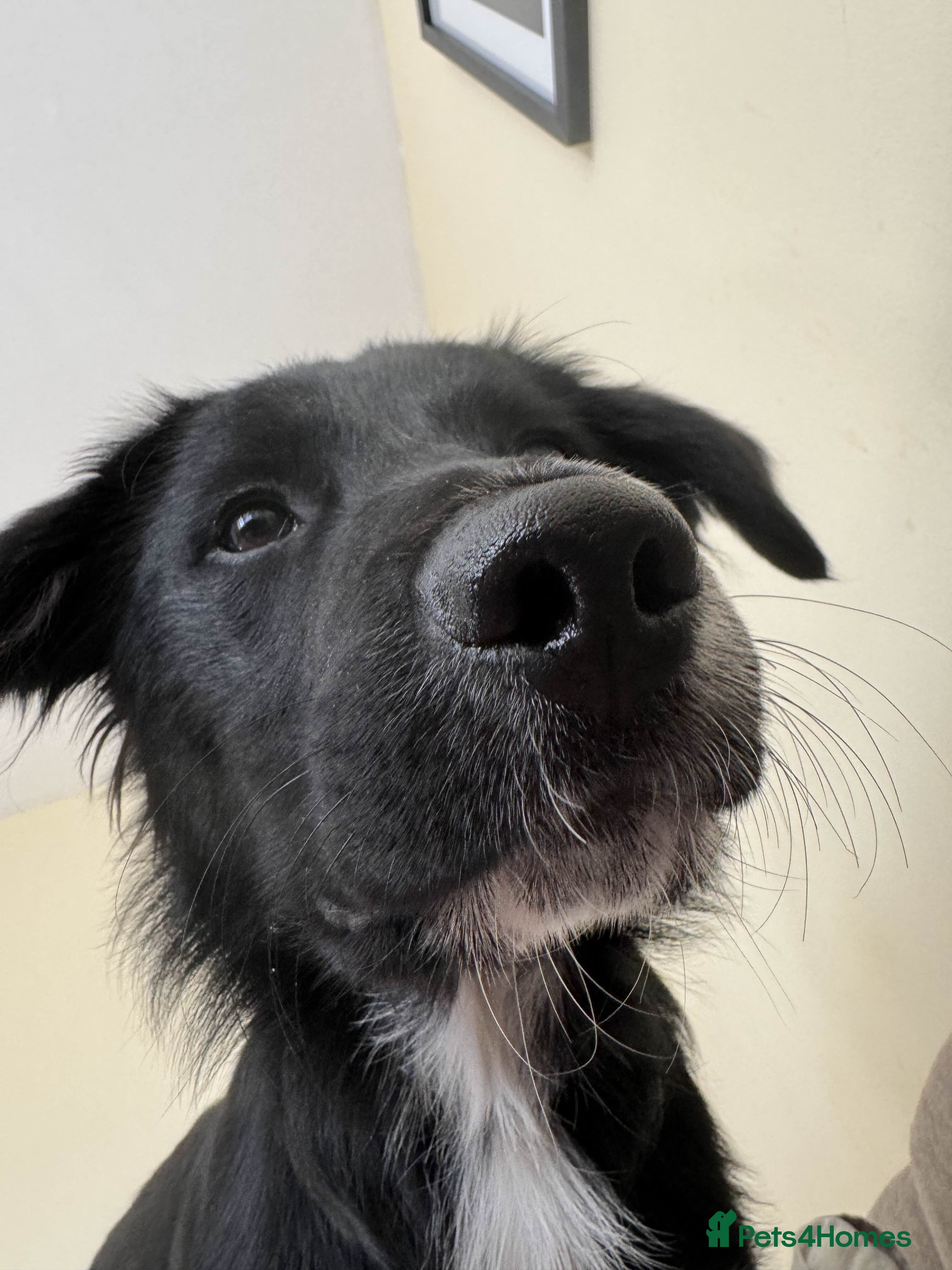 Mixed Breed dogs Shep (Re-homing due to unforeseen changes) 1.8 YO - Advert 4