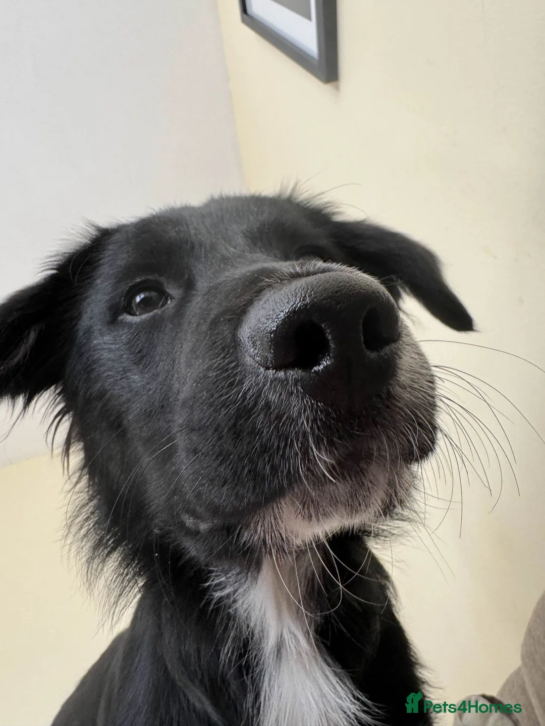 Mixed Breed dogs for sale: Shep (Re-homing due to unforeseen changes) 1.8 YO - Advert 1