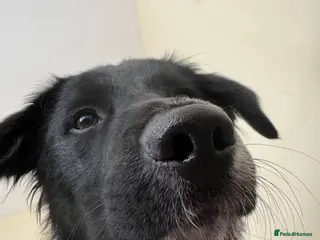 Mixed Breed dogs Shep (Re-homing due to unforeseen changes) 1.8 YO - Advert 1