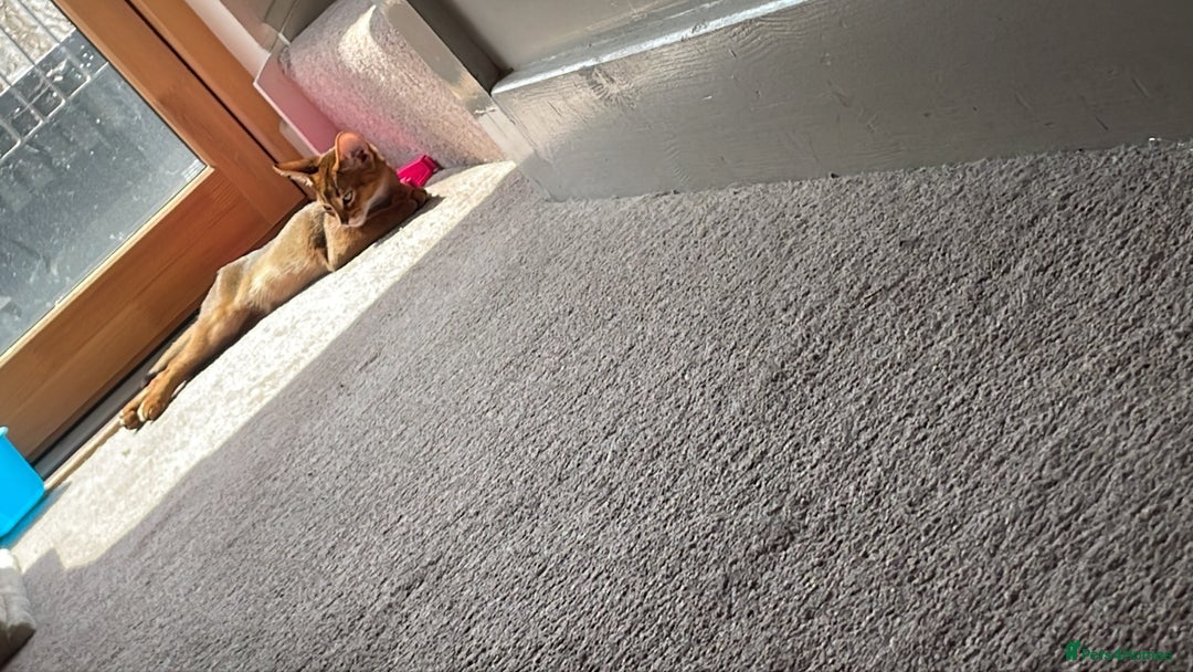 Abyssinian cats for sale: 💙 looking for a new home for Simba 🐾💙 - Image 2