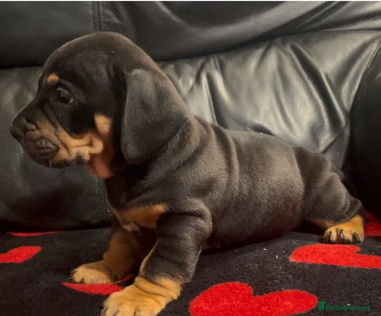 Mixed Breed dogs Miniature English dachbulls - Advert 3