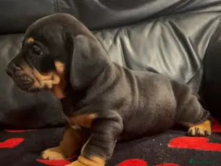 Mixed Breed dogs Miniature English dachbulls - Advert 3