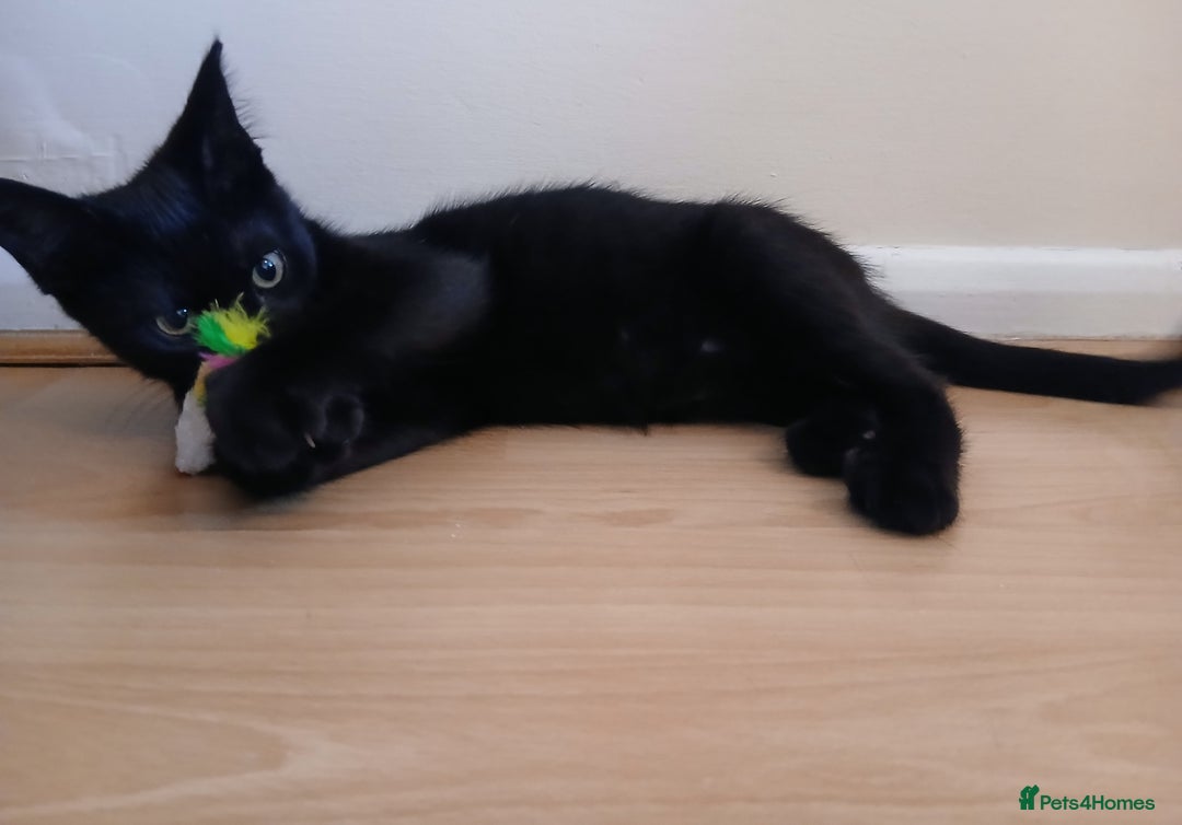 Domestic Shorthair cats for sale: Confident and affectionate kitten - Image 2