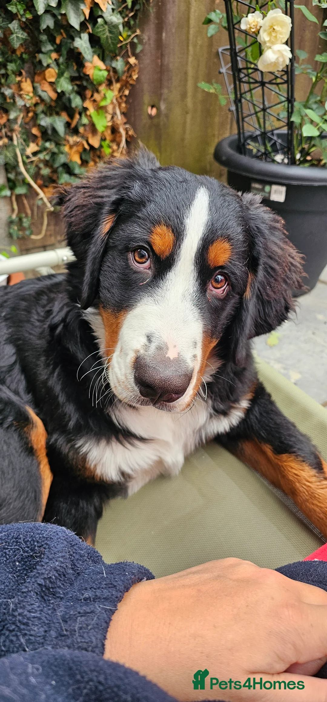 Bernese Mountain Dog dogs for sale: Bernese mountain dog for sale - Advert 8
