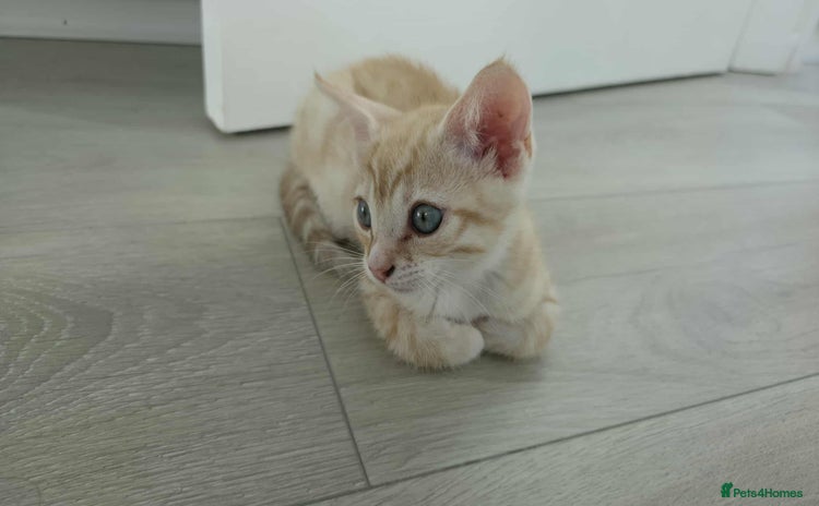 Mixed Breed cats - Advert 1