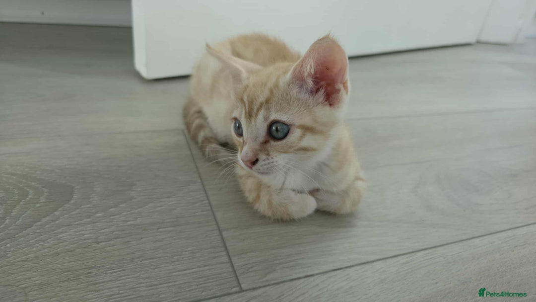 Mixed Breed cats for sale: Beautiful male ginger kitten for sale - Image 1
