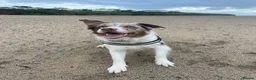 Border Collie dogs for sale: ISDS/KC Border Collie puppies for sale  in Saint Austell - Advert 2