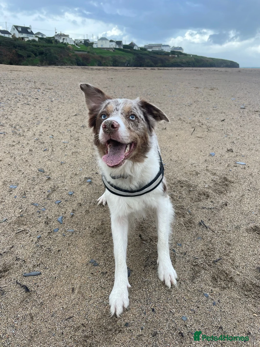 Border Collie dogs for sale: ISDS/KC Border Collie puppies for sale  in Saint Austell - Advert 2