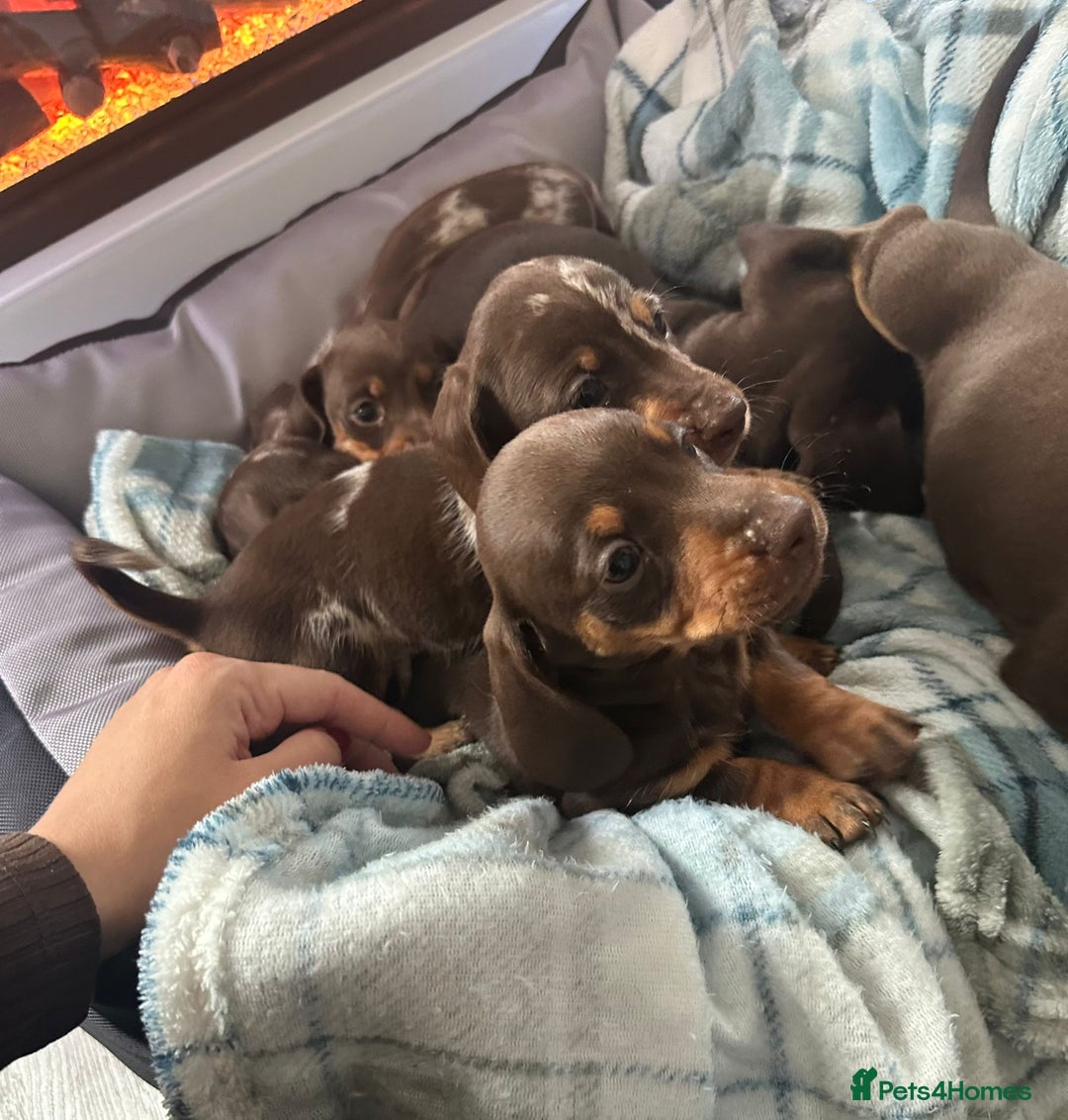 Miniature Dachshund dogs for sale: Miniature dachshund puppies - Image 9