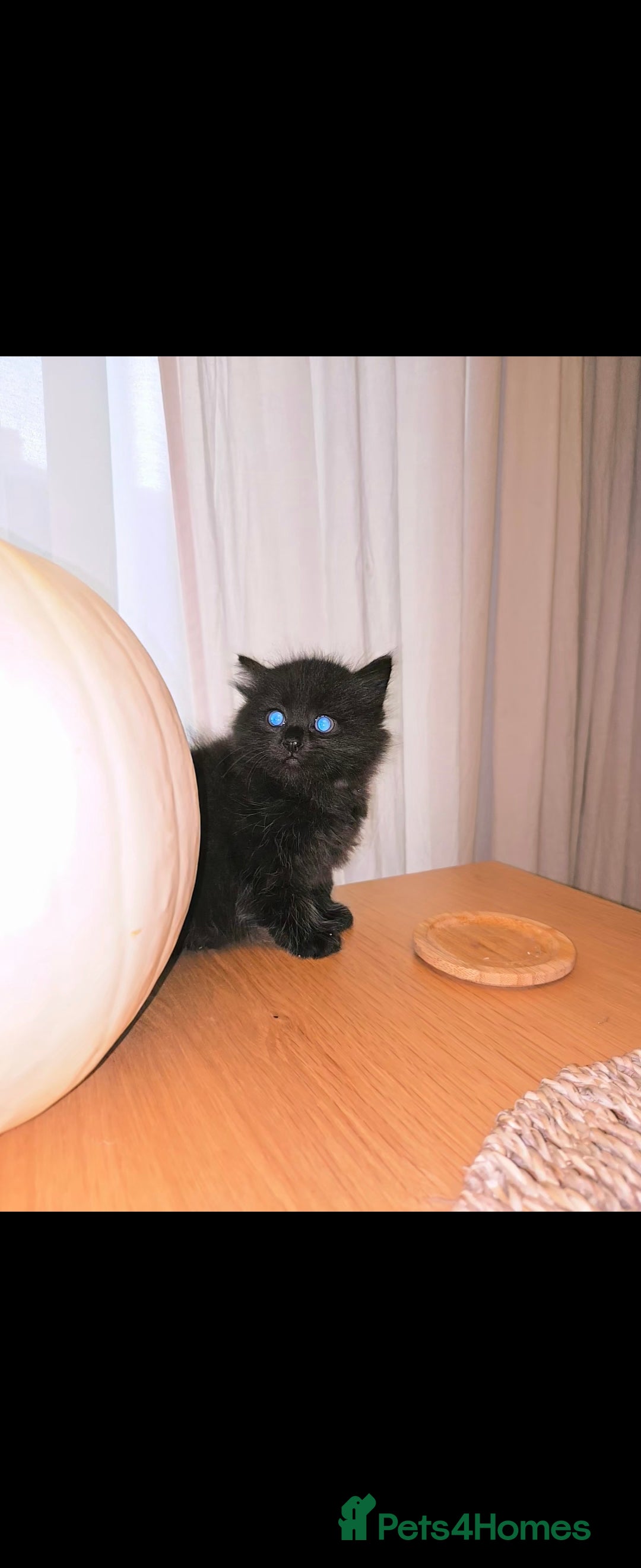 Mixed Breed cats for sale: Mixed black female kittens  - Image 15