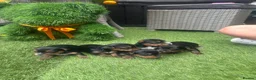 Yorkshire Terrier dogs for sale: Yorkie Buer - Advert 8