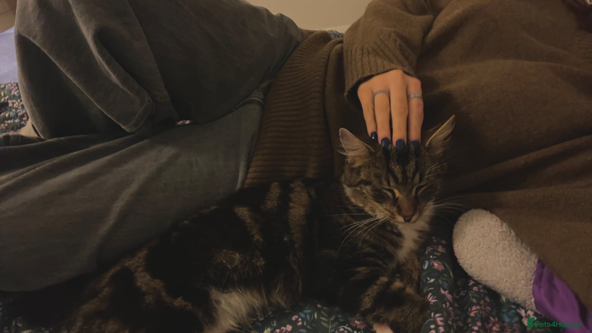 Mixed Breed cats Two beautiful kittens - ready to go - Advert 2