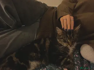 Mixed Breed cats Two beautiful kittens - ready to go - Advert 2