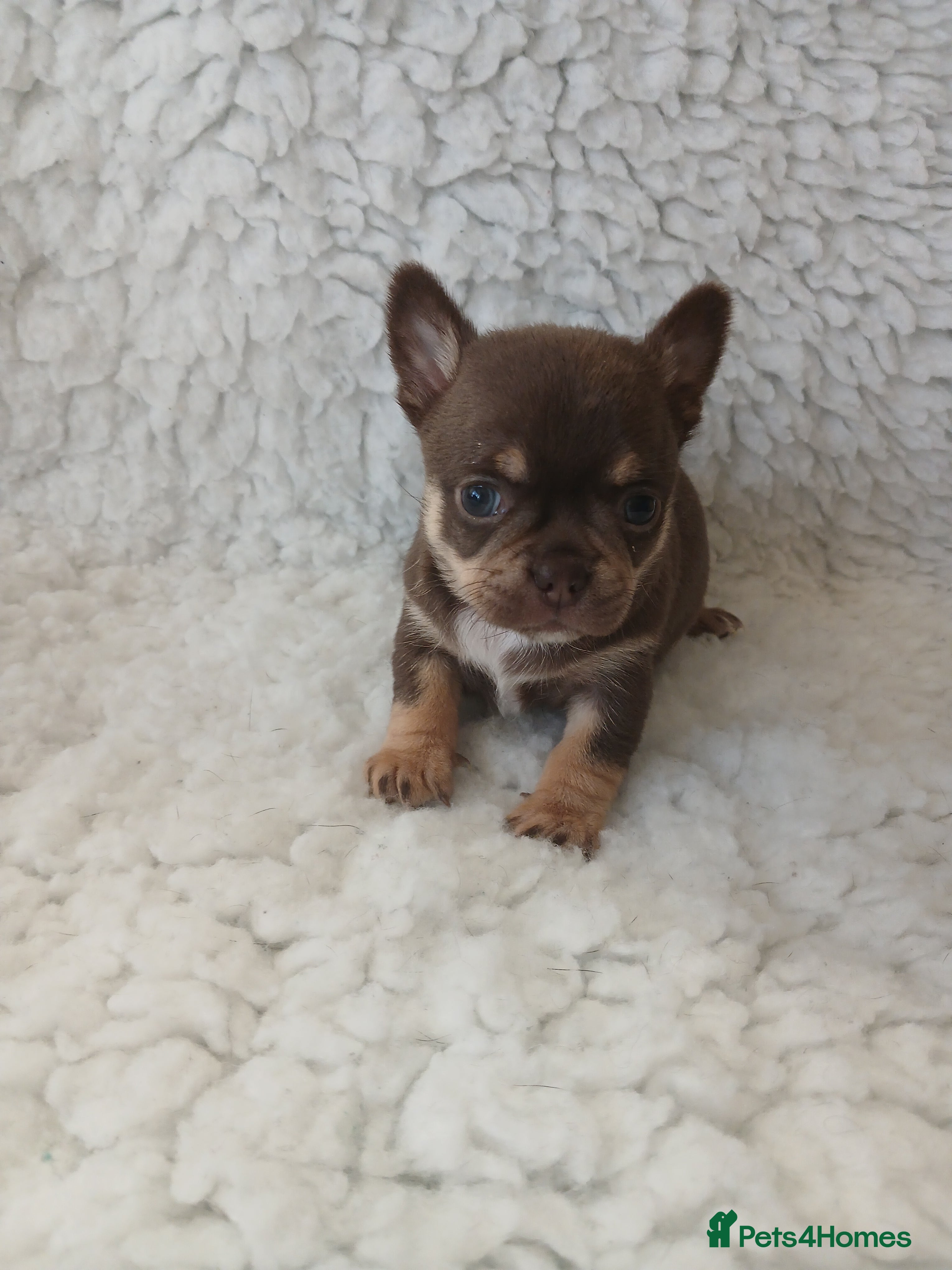 Chihuahua dogs STUNNING SMOOTH COAT CHIHUAHUAS - Advert 3