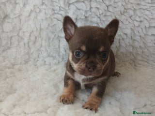 Chihuahua dogs STUNNING SMOOTH COAT CHIHUAHUAS - Advert 3