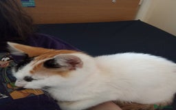 Mixed Breed cats for sale: Friendly kitten for sale to go to a loving home. - Image 6