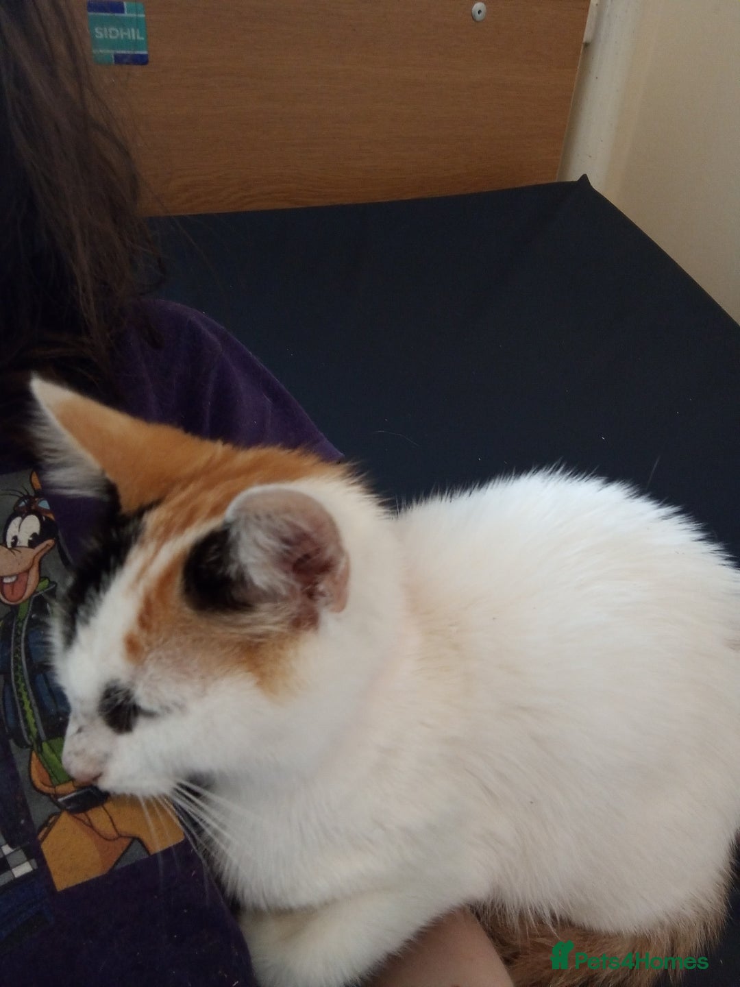 Mixed Breed cats for sale: Friendly kitten for sale to go to a loving home. - Image 6