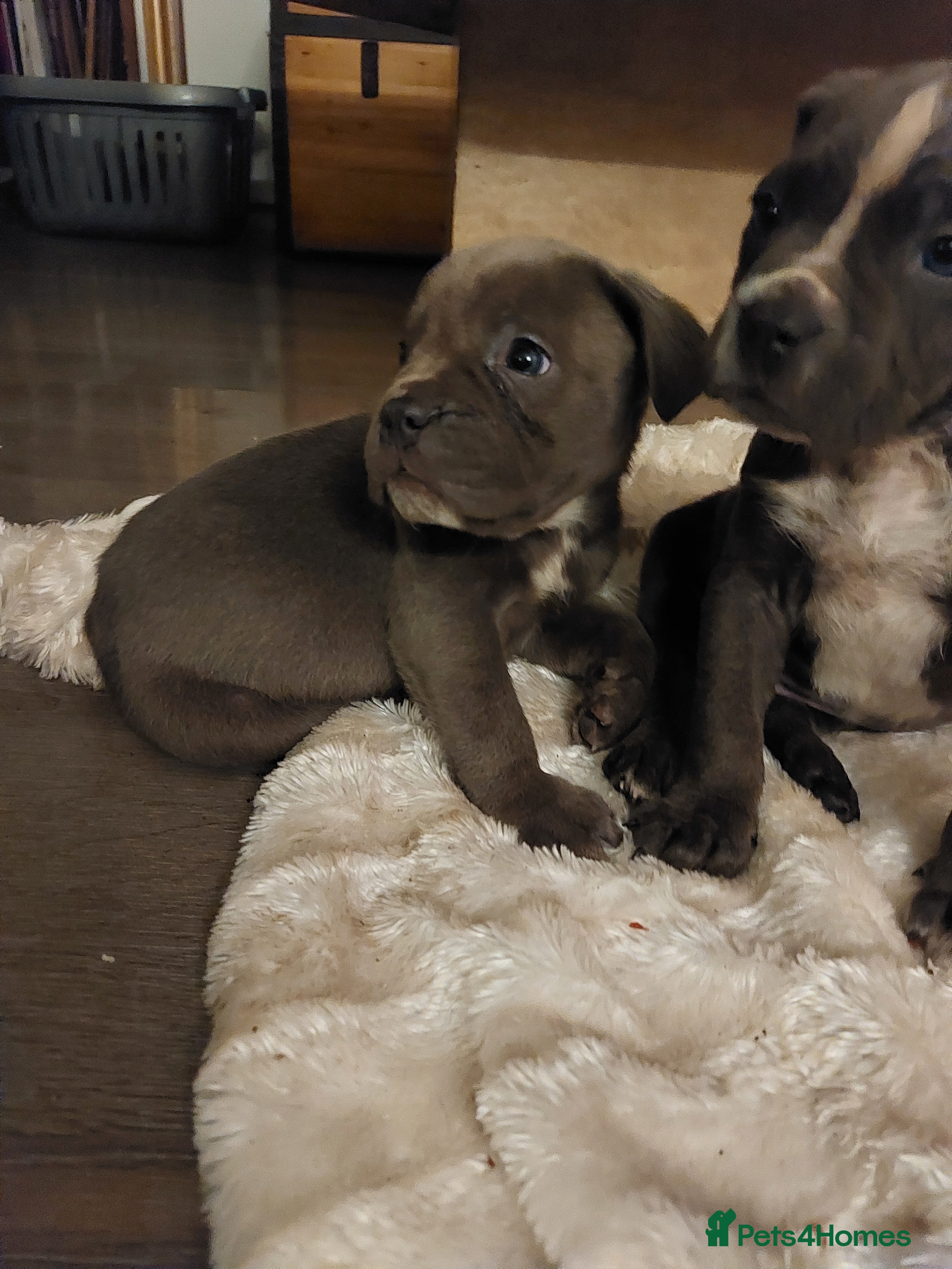 Mixed Breed dogs Cane corso x pocket bully - Advert 10