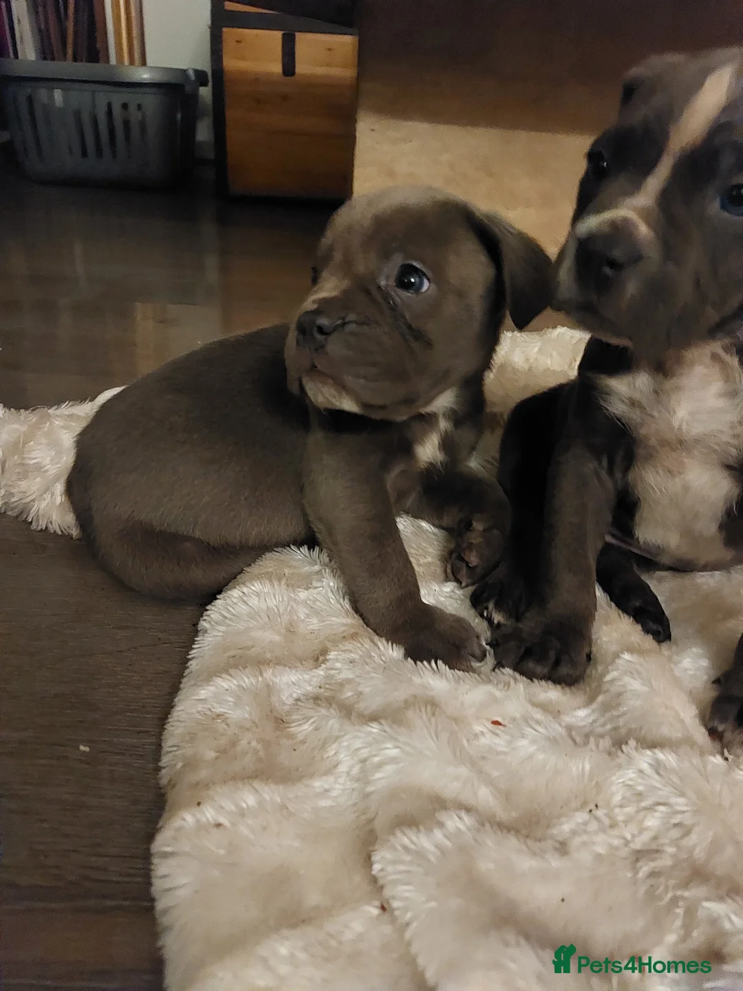Mixed Breed dogs for sale: Cane corso x pocket bully - Advert 1