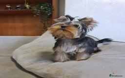 Yorkshire Terrier dogs for sale: Last female Yorkshire Terrier puppy left - Image 6