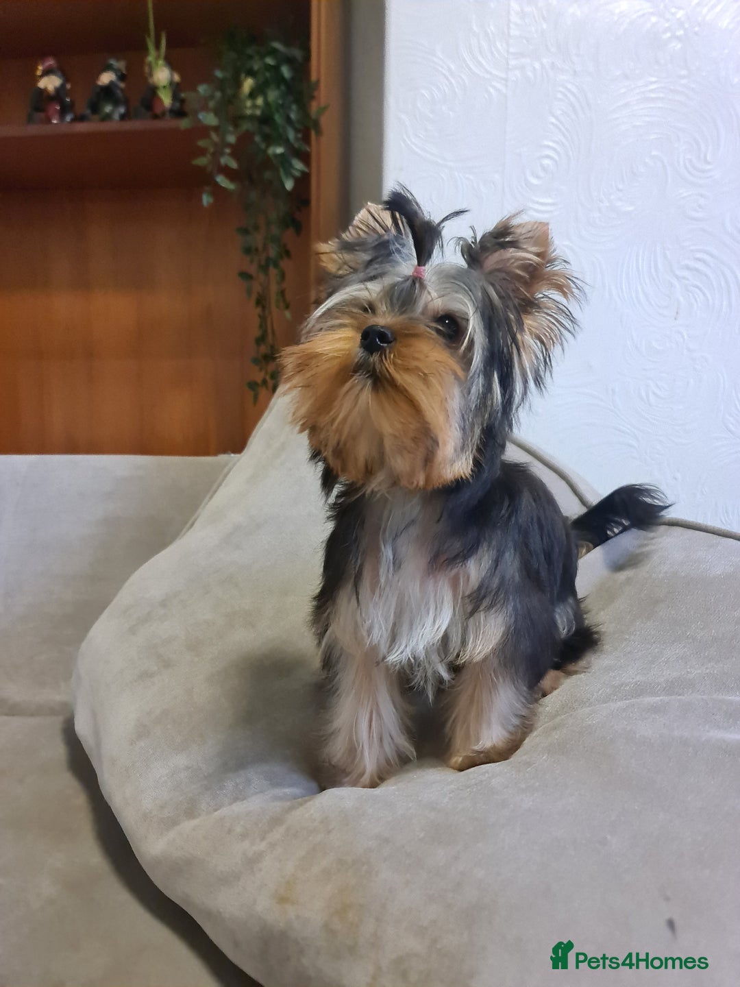 Yorkshire Terrier dogs for sale: Last female Yorkshire Terrier puppy left - Image 6