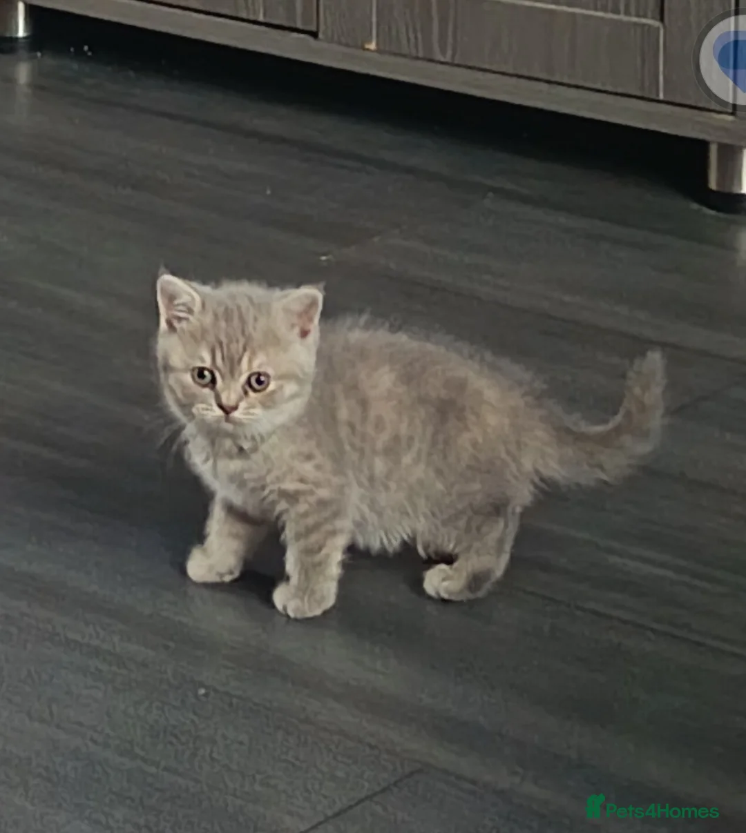 British Shorthair cats for sale: *Beautiful GCCF Reg'd Kittens*DNA Tested Parents* - Advert 2