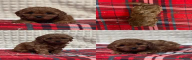 Cavapoo 2