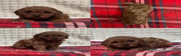 Cavapoo dogs for sale: STUNNING CAVAPOO PUPPIES - Advert 12