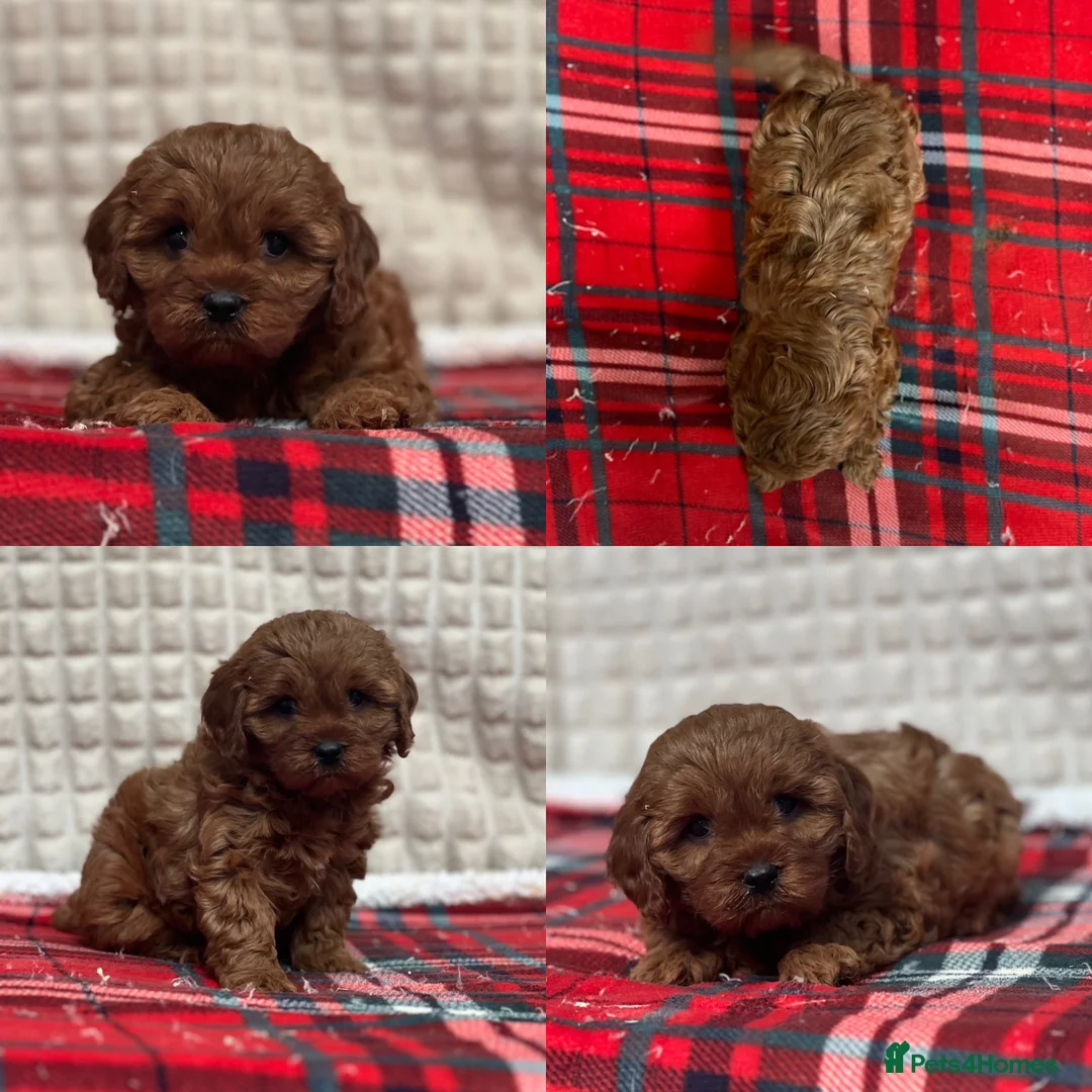 Cavapoo dogs for sale: STUNNING CAVAPOO PUPPIES - Advert 12
