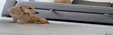 Miniature Dachshund 1