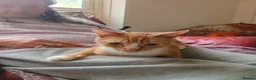 Mixed Breed cats for sale: Ginger and white - Advert 7