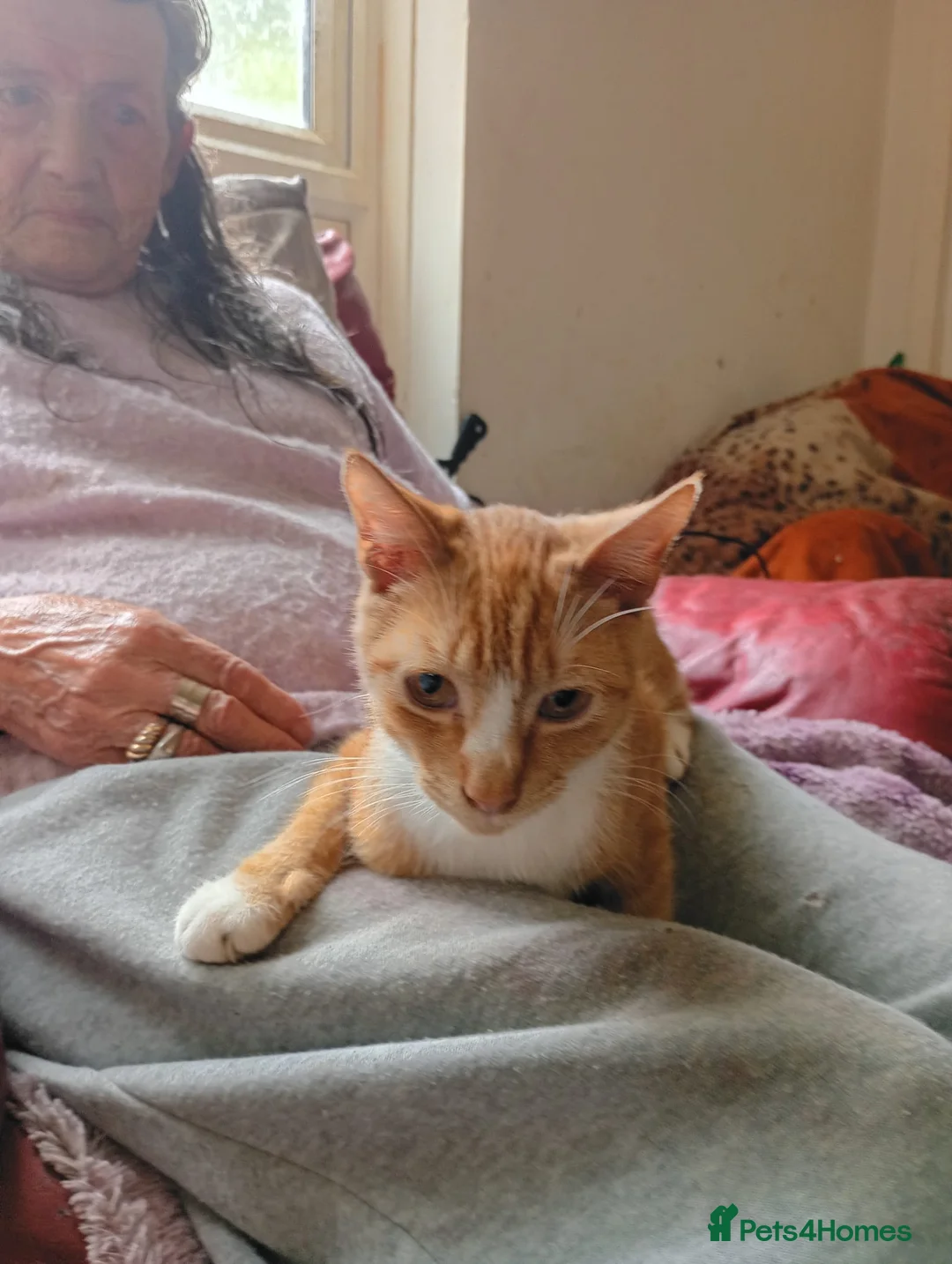 Mixed Breed cats for sale: Ginger and white - Advert 7