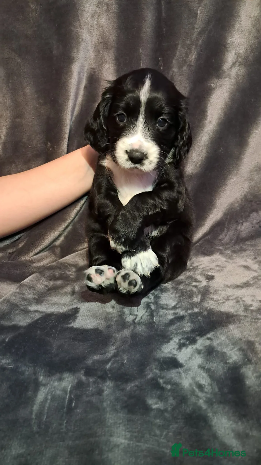 Cocker Spaniel dogs for sale: Adorable Cocker spaniel puppies  - Advert 10