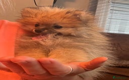 Pomeranian dogs for sale: Pomeranian  puppies  - Image 13